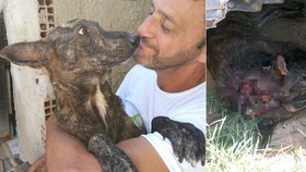Muž zachraňuje psy bez šance na přežití