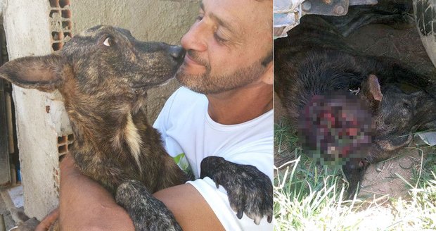 Se psem už hýbali červi, přesto žije: Muž zachraňuje psy bez šance na přežití