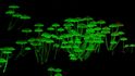 Šest nových druhů bioluminiscenčních hub bylo objeveno právě v Atlantickém lese.