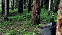 Kaučukovníky dnes přirozeně splývají s pralesem, prozradí je jen malé nádoby na odchyt kaučuku.