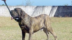 Brazilská fila udělala o víkendu pořádný rozruch mezi rekreanty na Brněnské přehradě. Její majitelku čeká správní řízení.