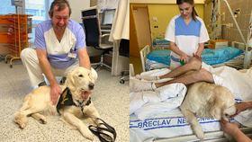 Nemocnice Břeclav zavedla canisterapii na lůžkovém oddělení rehabilitace a neurologie. Psi pomáhají u pacientů po mozkové příhodě nebo úrazu mozku.