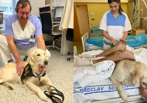 Nemocnice Břeclav zavedla canisterapii na lůžkovém oddělení rehabilitace a neurologie. Psi pomáhají u pacientů po mozkové příhodě nebo úrazu mozku.