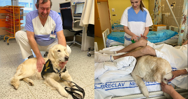 Nemocnice Břeclav zavedla canisterapii na lůžkovém oddělení rehabilitace a neurologie. Psi pomáhají u pacientů po mozkové příhodě nebo úrazu mozku.