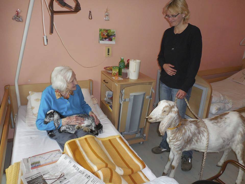 Malé i větší kozí terapeutky jsou populární hlavně u seniorů upoutaných na lůžko.