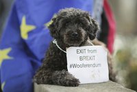 Pejskaři chtějí nové hlasování o brexitu. Uspořádali „haferendum“