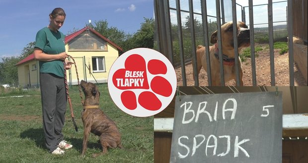 Bria a Spajk jsou milí psi a hledají domov. Lidé se jich báli, život prožili v útulku