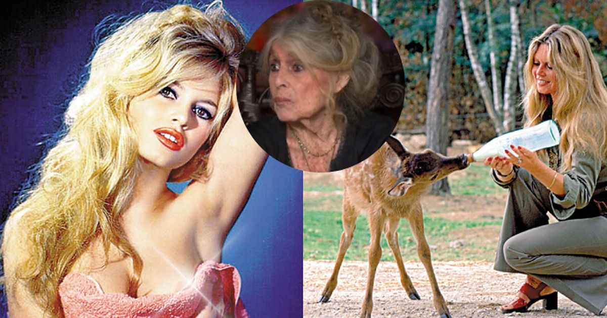 Brigitte Bardot luchó por los animales: una tarifa de medio millón de coronas