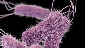 Bakterie Salmonella typhi, která způsobuje brišní tyfus