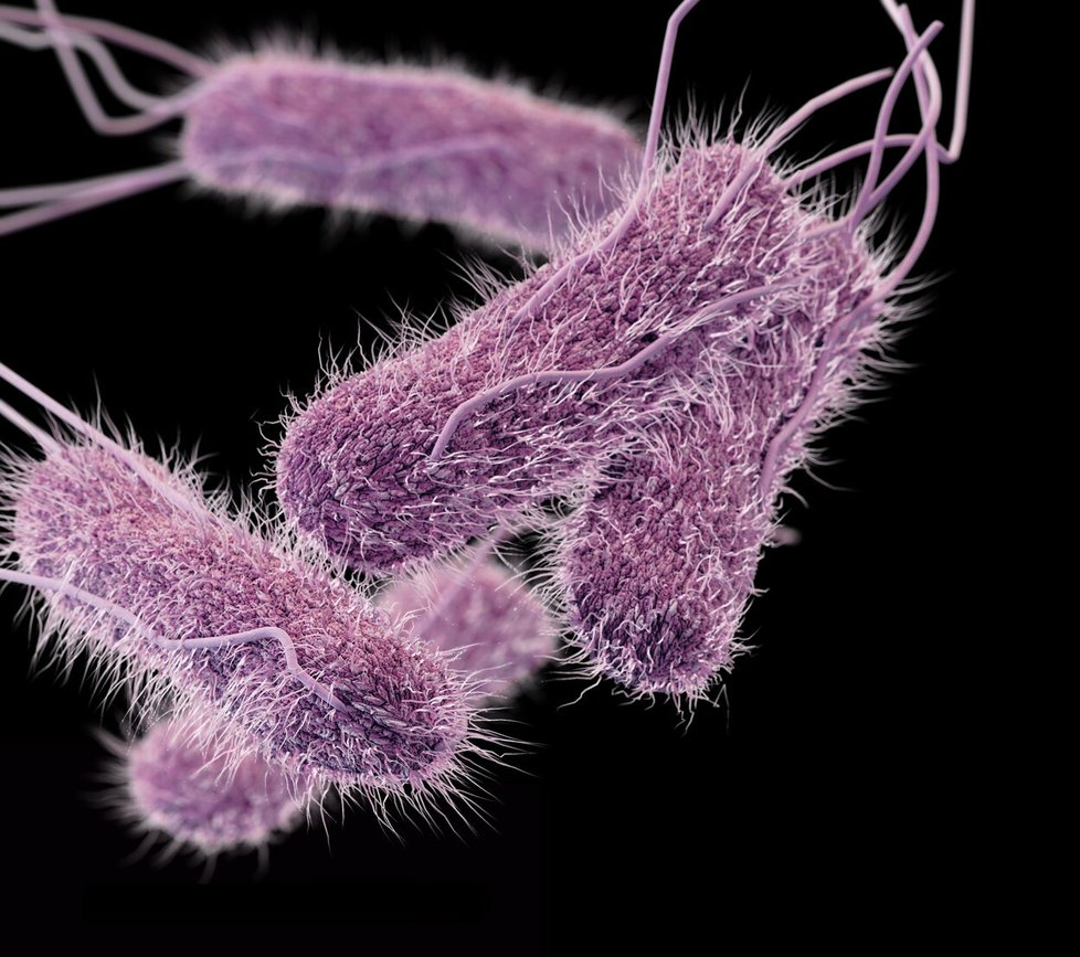 Bakterie Salmonella typhi, která způsobuje brišní tyfus