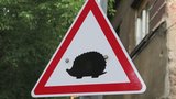 Pozor, ježci! Nová dopravní značka varuje před drobnými zvířaty na silnici
