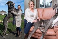 Největší pes světa má další rekord: Gigant ohromil i výjimečným věkem