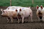 Británii chybějí řezníci; chovatelé varují, že budou muset utratit tisíce prasat