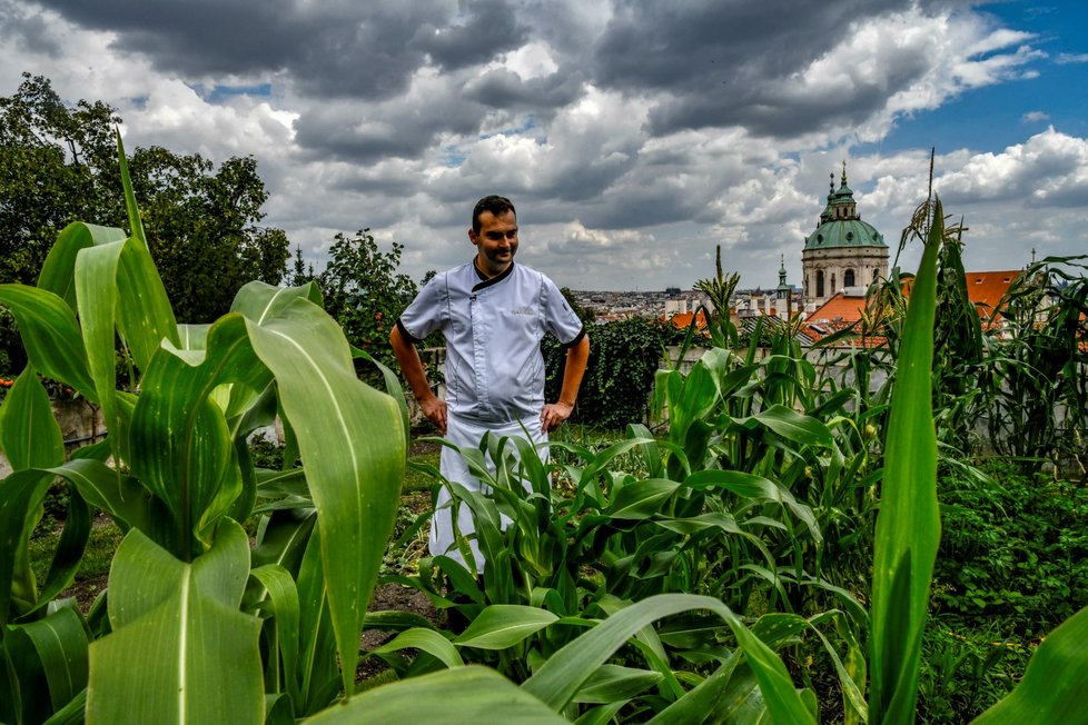 Kuchař si pěstuje meruňky a další ovoce, ale také kukuřici, papriky a řadu netradičních rostlin.