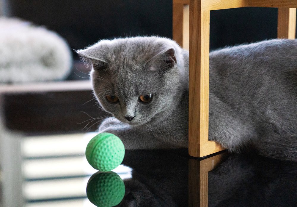 Koťě s míčkem