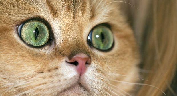 Kočičí plemena: Britská kočka je pravá dáma