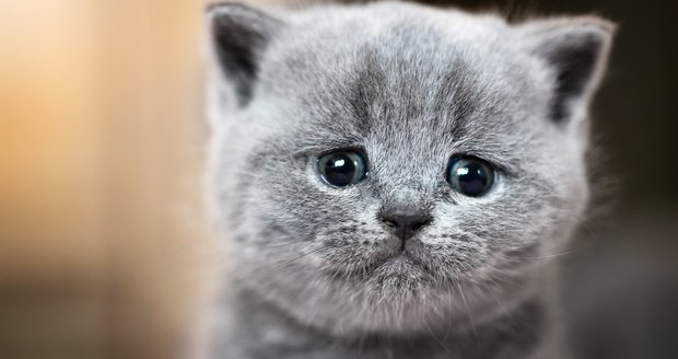 Britská kočka nemá ráda omezování a dokáže být i pěkně tvrdohlavá. Na snímku je kotě britské krátkosrsté kočky.