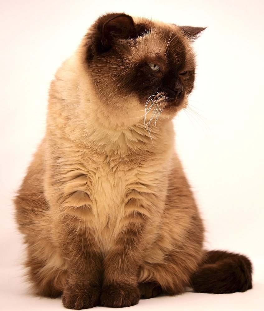 Britská krátkosrstá kočka je typicky anglická dáma