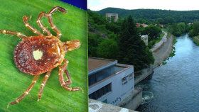 Na Brněnské přehradě se podle bioložky Aleny Žákovské z Masarykovy univerzity vyskytuje enormní množství klíšťat.