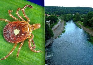 Na Brněnské přehradě se podle bioložky Aleny Žákovské z Masarykovy univerzity vyskytuje enormní množství klíšťat.