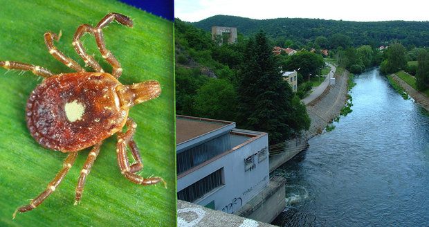 Na Brněnské přehradě se podle bioložky Aleny Žákovské z Masarykovy univerzity vyskytuje enormní množství klíšťat.