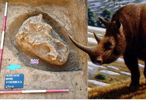 Vědci vykopali ve Vídeňské ulici v Brně pozůstatky čelisti vyhynulého srstnatého nosorožce z období pravěkých loců mamutů.