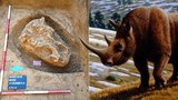 Lovci mamutů v Brně! Archeologové našli 18 tisíc let starou lebku obřího nosorožce