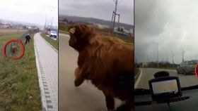 Brněnští policisté pořádali hon na bizona, který utekl z farmy a pohyboval se v ulicích.
