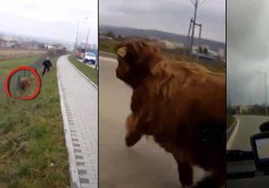 Brněnští policisté pořádali hon na bizona, který utekl z farmy a pohyboval se v ulicích.