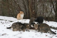 Chudí živí v Brně kočky, úřadům je to jedno