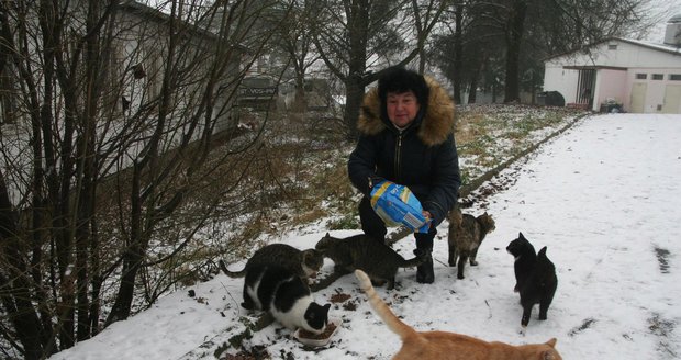 V Brně-Židenicích živoří na dvě desítky bezprizorných koček a koťat. Zimu přežívají díky invalidní důchodkyni Janě Pokorné (71), která je dojíždí z centra města krmit. Úřady problém neřeší.