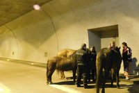 Po Brně běhali splašení koně: Chytli je až v tunelu