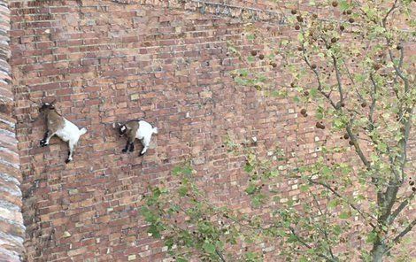  Takto dokážou kozy vyšplhat na hradební zeď.