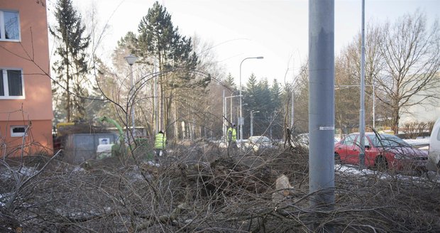 Radnice v Brně-Komíně nechala v Řezáčově ulici plošně pokácet 370 stromů. Místo nich chce vysázet 100 nových.