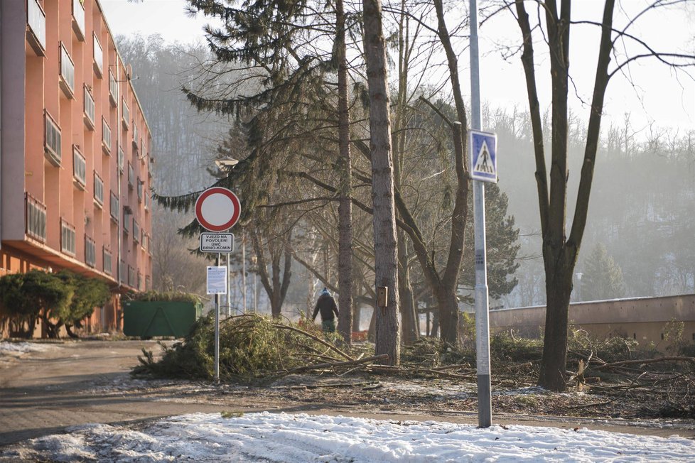 Radnice v Brně-Komíně nechala v Řezáčově ulici plošně pokácet 370 stromů. Místo nich chce vysázet 100 nových.