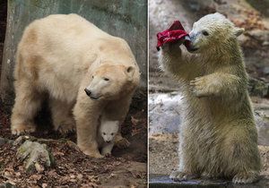 Zoo Brno: Nejcennějším a nejnavštěvovanější jsou lední medvědi