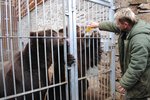 Na medu přímo ze sklenice si pochutnávají medvědi kamčatští v brněnské zoo.