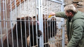 Na medu přímo ze sklenice si pochutnávají medvědi kamčatští v brněnské zoo.