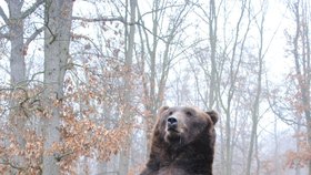 Medvědí rodiče Jelizar a Kamčatka se v brněnské zoo těší z mláďat.