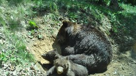 Poprvé ve výběhu. Medvědice Kamčatka s medvídky Kubou a Tobym.