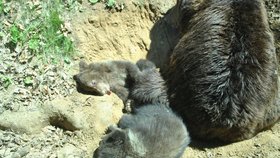 Kuba a Toby poprvé ve výběhu Beringii.