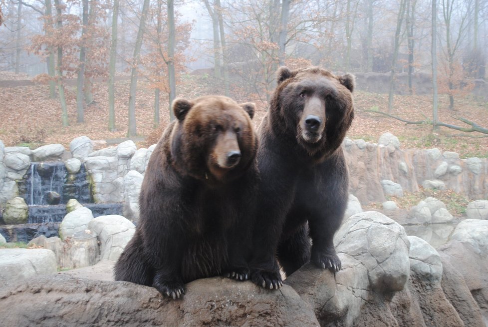 Medvědí rodiče Jelizar a Kamčatka