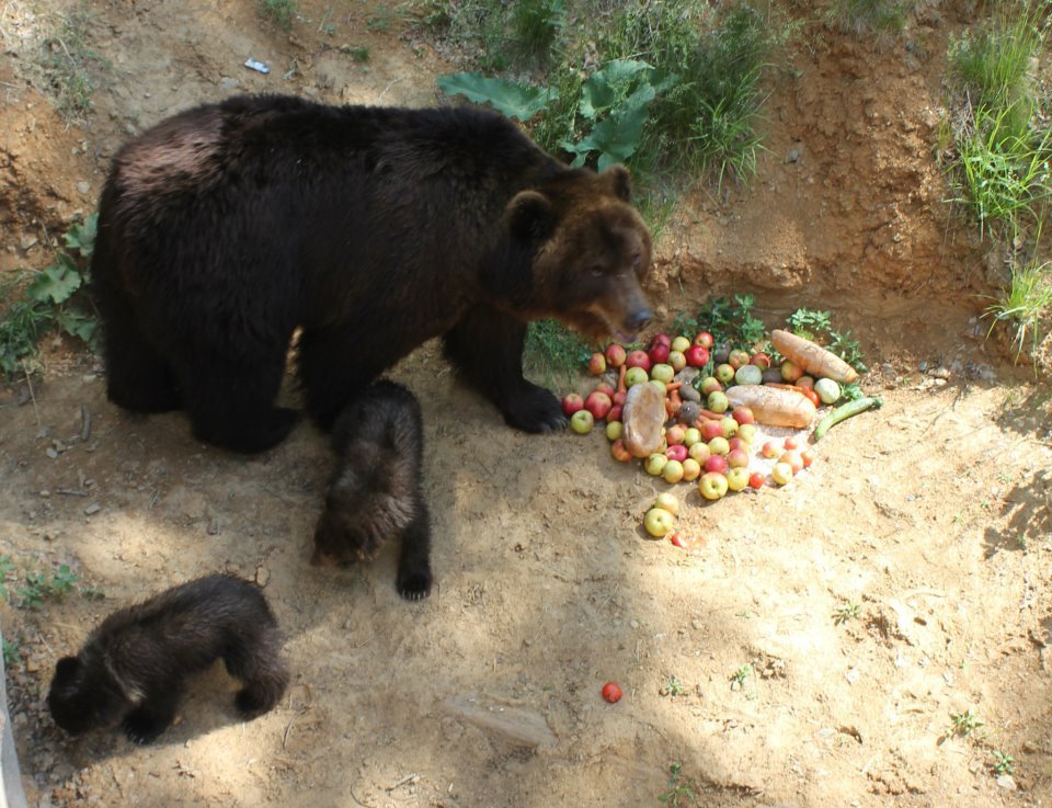 Poprvé ve výběhu. Medvědice Kamčatka s medvídky Kubou a Tobym si pochutnávají na obědě.