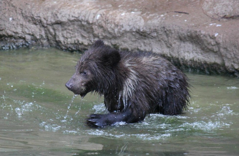 Jeden z medvídků ve vodě.