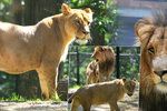 V brněnské zoologické zahradě se v noci na dnešek narodila samici lva konžského Kivu dvě mláďata.