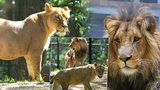 Brněnská zoo přivítala nové přírůstky: Samici vzácného lva konžského se narodila dvě mláďata