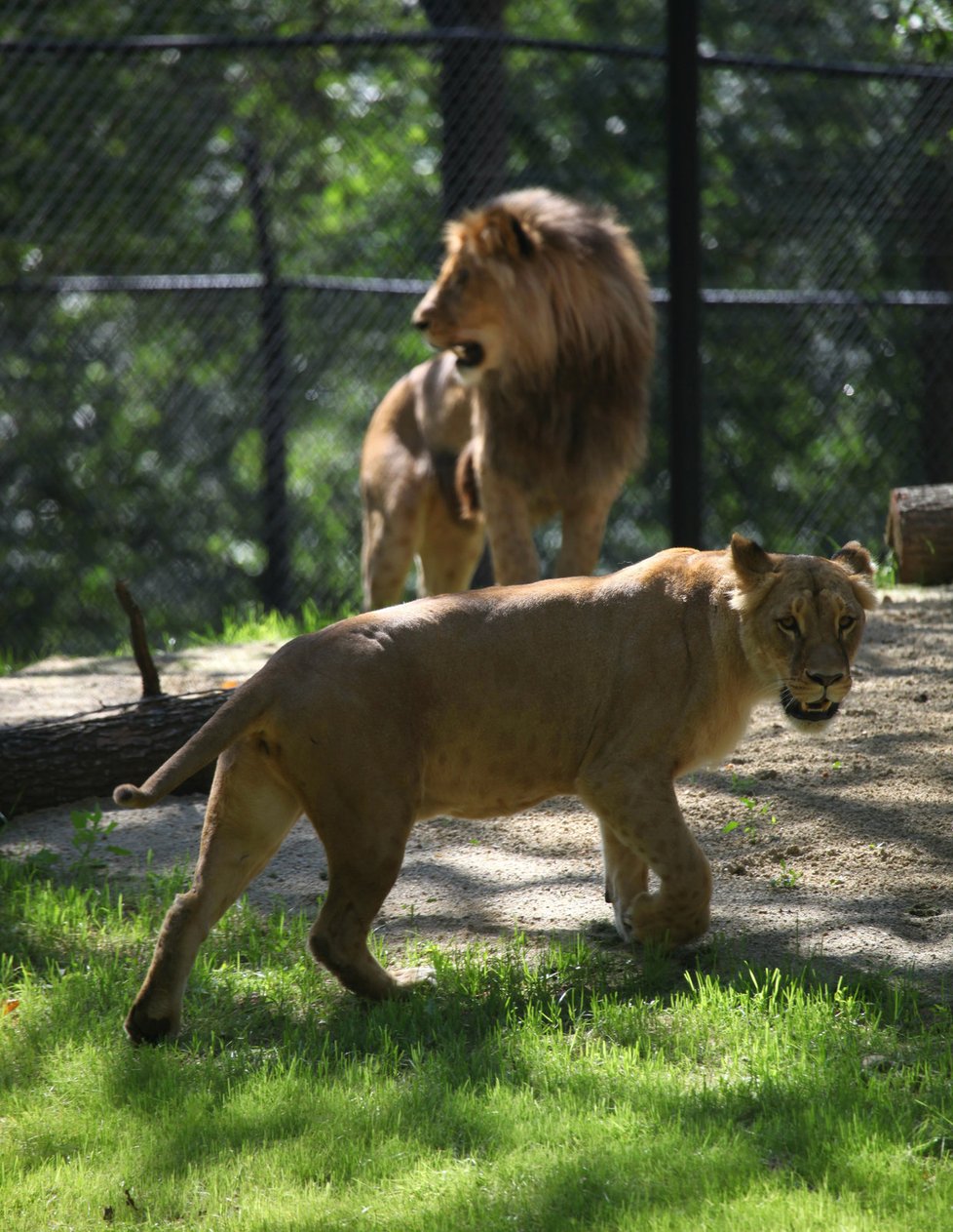 Rodiči malých lvíčat jsou Kivu (5) a Lolek (2).