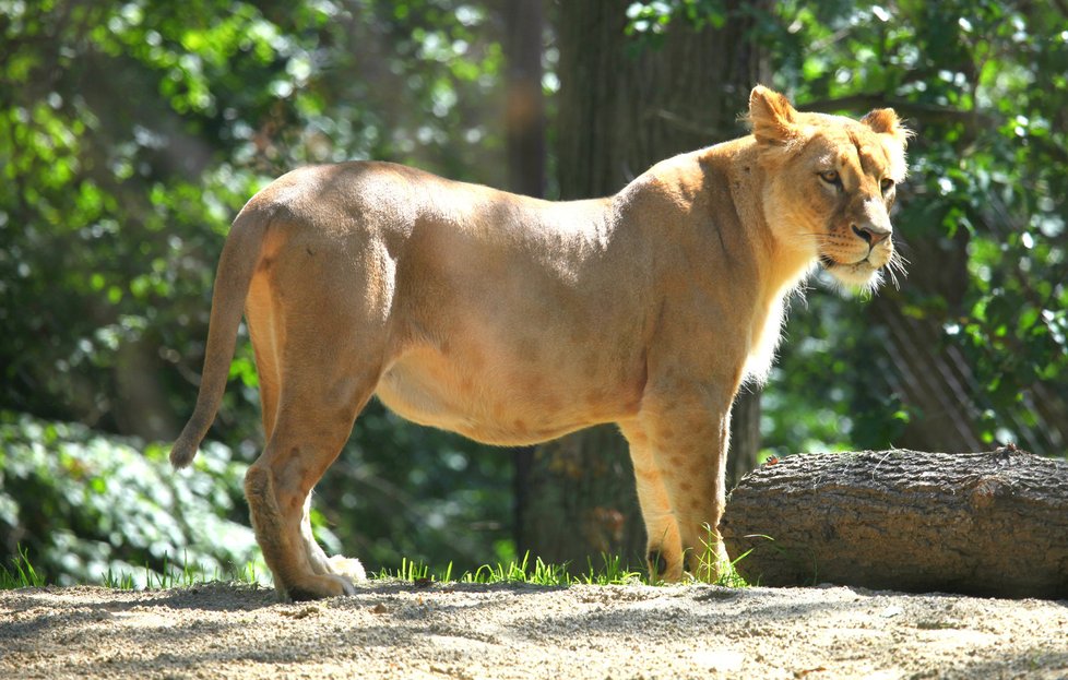 V brněnské zoologické zahradě se v noci na dnešek narodila samici lva konžského Kivu dvě mláďata.