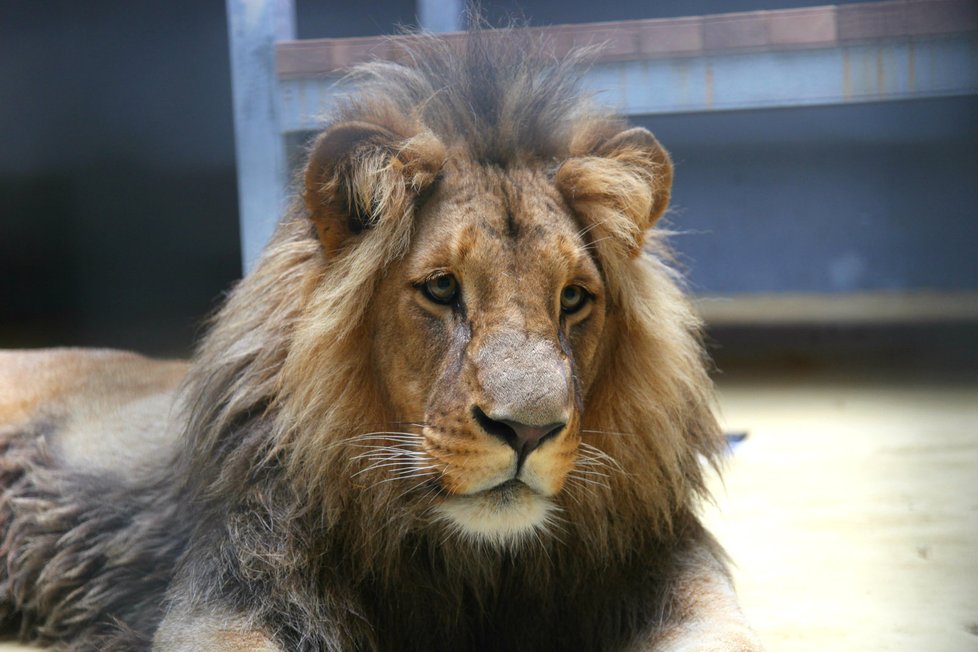 V brněnské zoologické zahradě se v noci na dnešek narodila samici lva konžského Kivu dvě mláďata.