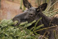 Losi, sobi a jeleni ze Zoo Brno si pochutnávají na vánočních stromcích
